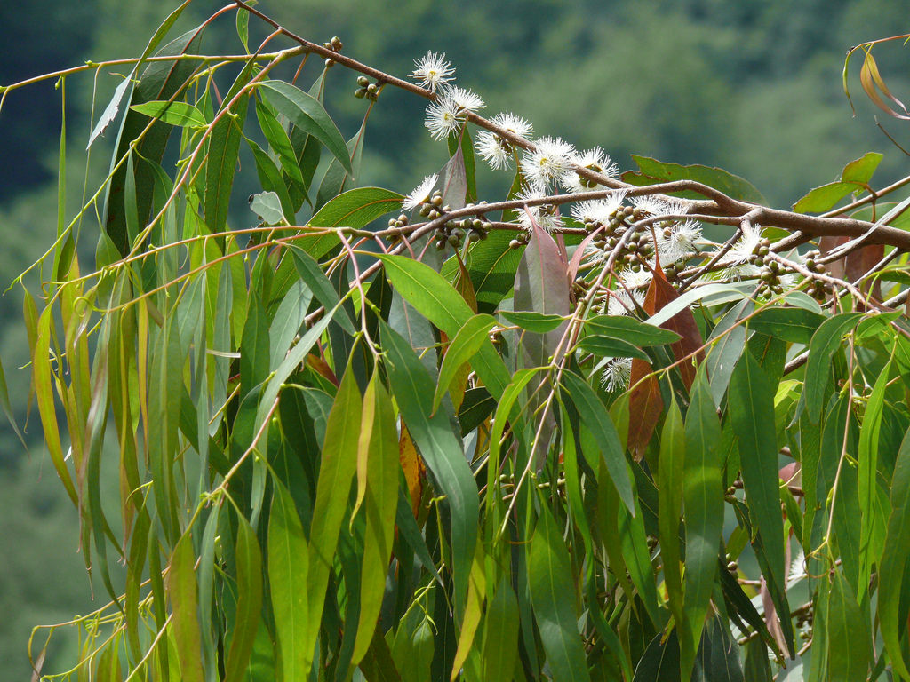 Eucalyptus macarthurii Eucalyptus macarthurii